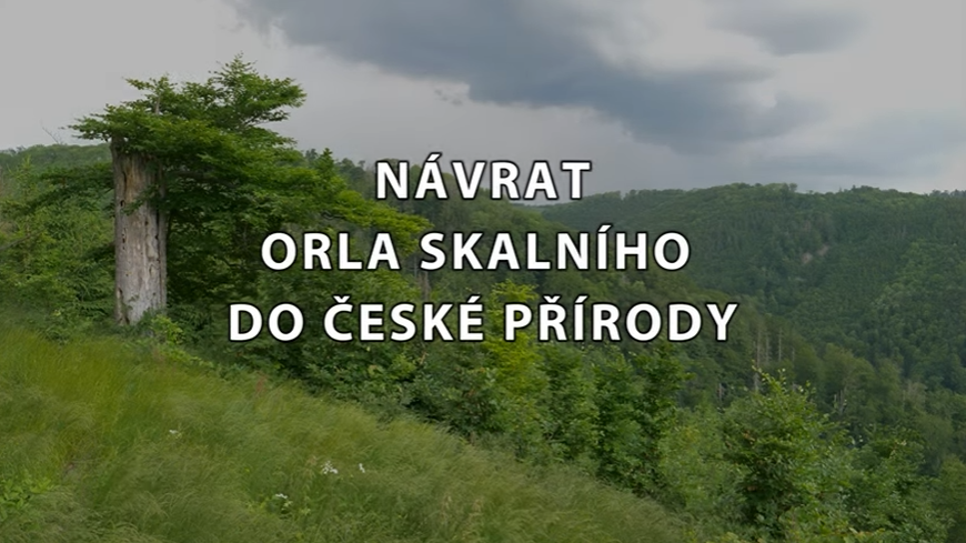 Ekofilm – Návrat orla skalního do české přírody