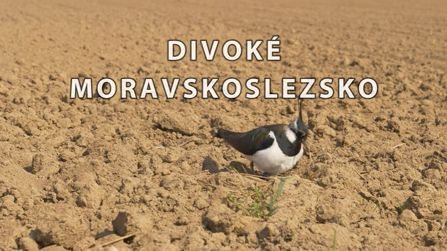 Ekofilm – Divoké Moravskoslezsko